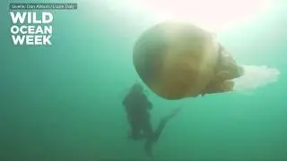 RIESENQUALLE: Spektakuläre Aufnahmen vor britischer Küste