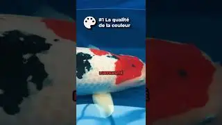 La s&eacute;lection des carpes ko&iuml; 🤩 #carpeko&iuml; #carpe #ko&iuml; #poisson #aquarium #bassin #carpediem