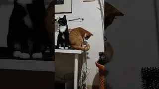 Kai norisi pasimėgauti sodo laisve #catsiblings #catlovers