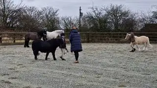 Fun inhand showing with our Shetland pony @ Foxthorpe Equestrian 2024