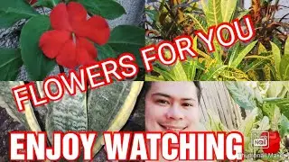 TourTime/Flowers ni Mami/By: MarvinDapitan TV