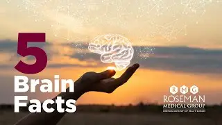5 Brain Facts