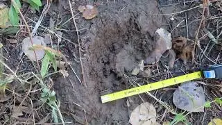 Hell Cat Bigfoot Project in Wasatch Mountains