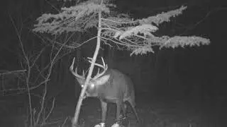 Jim Wambolt's Big Rack Buck Lure