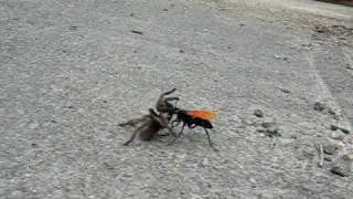 Tarantula hawk (Pepsis / Hemipepsis) wasp drags spider prey to den