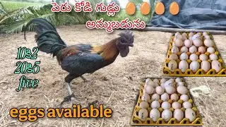 #KVR BREEDES#8341973199#peru cross chicks#rich watam chicks#patta punju#birds#chicken#viral