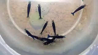 EvoShrimp | Royal Blue Tiger OE