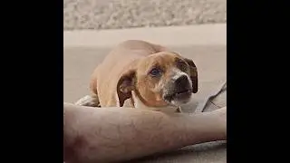 Puppy gets a little too attached to a rotten leg&hellip; | #TheRookie