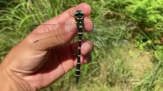 Two Mature Male Golden Ringed Dragonflies At An Altitude of 688m (August 11, 2023)