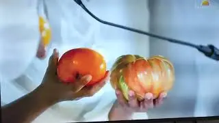 800 gram tomato grown organically by the art of living organic farmers