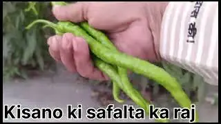 Kalash Seeds hybrid chilli KSP 1834 Jadu