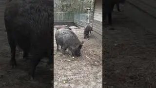 Wild boars at Peter and Paul wildlife park, St Gallen Switzerland