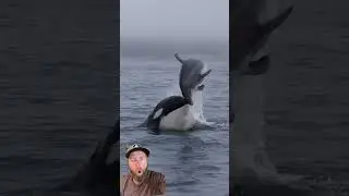 Why Orcas Are The APEX Predator Of The Ocean!