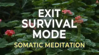 Release the State of Emergency | Nervous System Reset for Chronic Stress