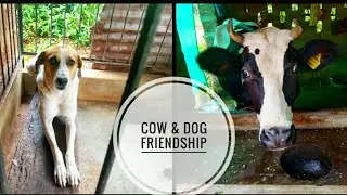 Cow & Dog Bonding l Animal lover  l Animal Love l Animal and love