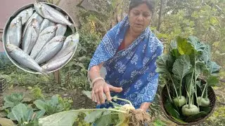 ক্ষেতের ওলকপি তুলে নদীর ফ্যাসা মাছ রান্না মাছের তেল দিয়ে পুইবিটুলী ভাজা | River Fish Curry Recipe