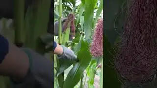 Queen Red Corn, Eat It Raw Super Sweet Delicious Like Fruit