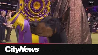 Penny the Doberman, co-owned by Canadian, wins Westminster Dog Show