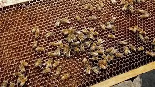 New Zealand, Australia Spar Over 'Manuka' Honey