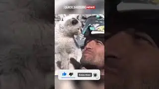 😺❤️👍 The luckiest Cat in Turkey! #shorts - Turkey earthquake - Today's news