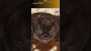 Top 10 fastest flying birds