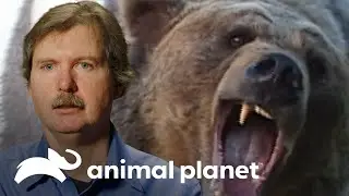 Ataque de oso pardo: 