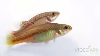 A pair of banded allotoca (Allotoca goslinei) from a private collection.