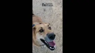 Frustration/Energy Bark