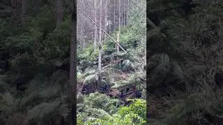 PINE 🌲 TREES SNAP IN 120 km WIND 💨 GUSTS. #nature #summer #storm #pineforest #asmr