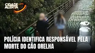 Novos desdobramentos: polícia identifica responsável pela morte do cão Orelha