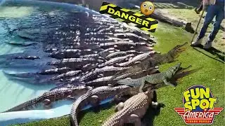 FEEDING ALLIGATORS AT FUN SPOT ORLANDO AND THIS HAPPENED... 😳 *GONE WRONG*
