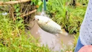 Di luar nalar, ikan makan pancing gak pakek mulut#pran fishing 1#hobi mancing