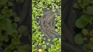 Wow! Amazing Polo Fishing Videos ! Best Big Fish Catching ! Primitive Technique fishing #fish #india