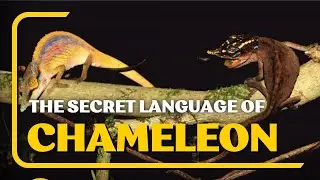 What Does It Mean When a Chameleon Vibrates?