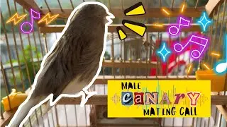 Male Canary Mating Call - Relaxing Canary Singing - Kanarya Eğitim Sesi (new video)