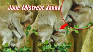 Jane Terrifying Bite Poor Baby Monkey Janna, Janna Cry Loudly Request Milk But Jane Mistreat