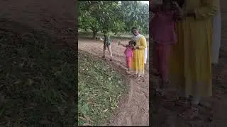 mango thota 👌1st time visit #shorts #ytshorts #viral #mango #nehareddy videos