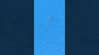 Great White Shark gets chased by Tuna!!
