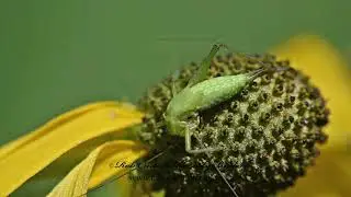 FORBE'S TREE CRICKET, Oecanthus forbesi   nymph