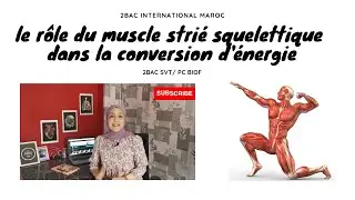 Partie 1 : Le rôle du muscle strié squelettique dans la conversion de l'énergie