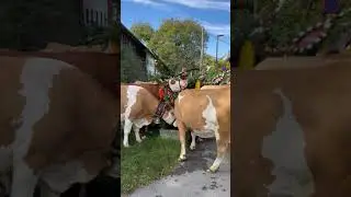 Die K&uuml;he erfrischen sich
