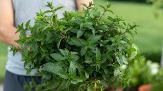 How to Care for Mint