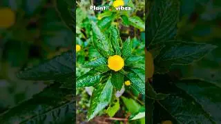 Turnera ulmifolia🌼                                               #reels #trending ##youtube #trend