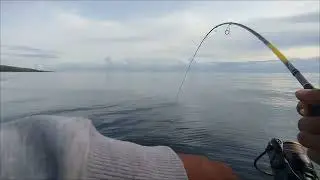 Ultralight Jigging vs Bluefin Trevally #relixnusantara #daidofishingteam #bluefintrevally #fishing