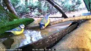 2 Blaumeisen baden 😍 (01.01.2026) 
