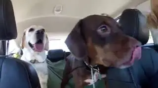 A Day at Johnny Steele Dog Park (GoPro)