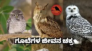 ಗೂಬೆಗಳ ಜೀವನ ಚಕ್ರ.The life cycle of owls. Forest and Nature Tv Kannada