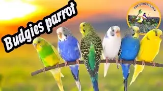 Budgies Parrot Breeding Setup 2025 | Pair Selection & Cage Setup Tips | Budgies Breeding Progress
