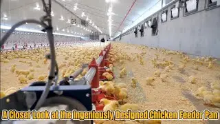 How to Choose the Right Chicken Feeder Pan