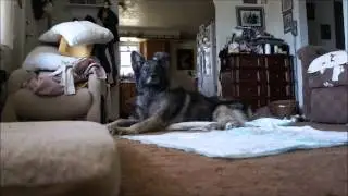 Expressing My Large Dog's Bladder